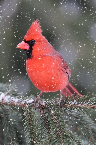 Kardinal bir kar fırtınası — Stok fotoğraf