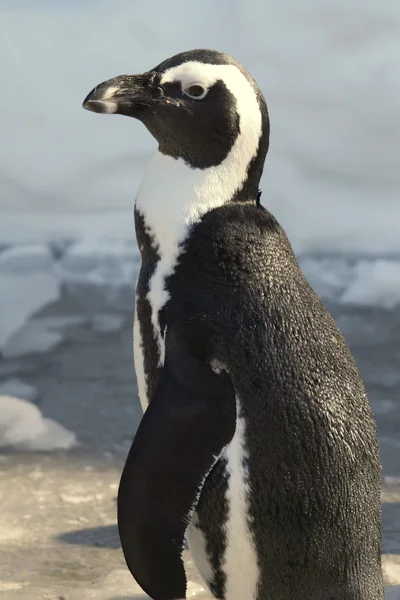 Afrikai pingvin (Spheniscus demersus)) — Stock Fotó