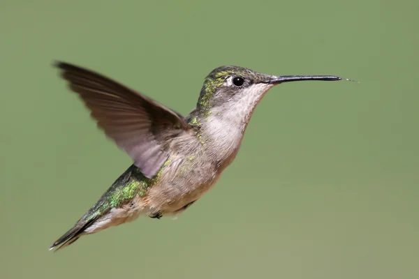 Ruby - throated hummingbird — Zdjęcie stockowe