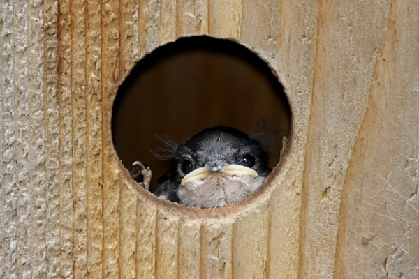 Baby-Vogel in einem Vogelhaus — Stockfoto