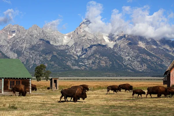 Stádo bizonů v grand tetons — Stock fotografie