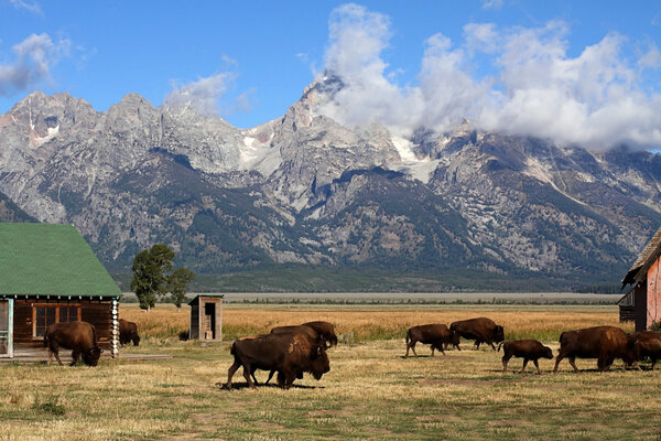 Bison Herd in the Grand Tetons