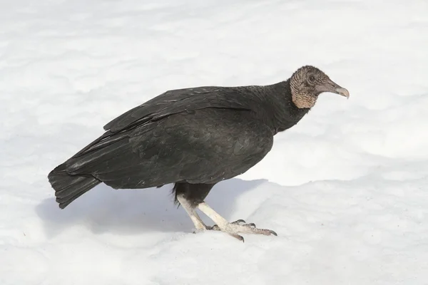 Avvoltoio nero nella neve — Foto Stock