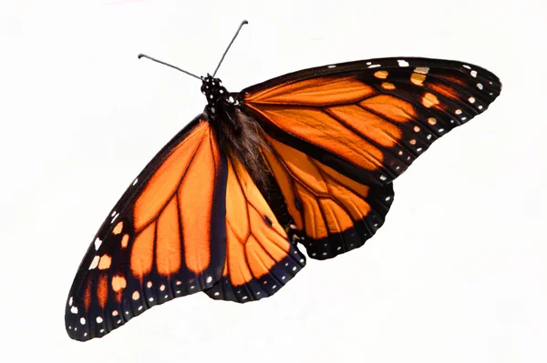 Monarch Butterfly (danaus plexippus) Isolado — Fotografia de Stock