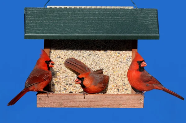 Cardinals üzerinde bir besleyici — Stok fotoğraf
