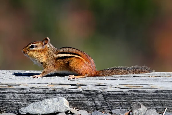 Keleti mókus (Tamias striatus)) — Stock Fotó
