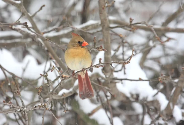 Norra kardinal i snö — Stockfoto