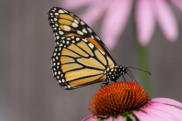 Monarch Butterfly (danaus plexippus) — Stock Photo, Image