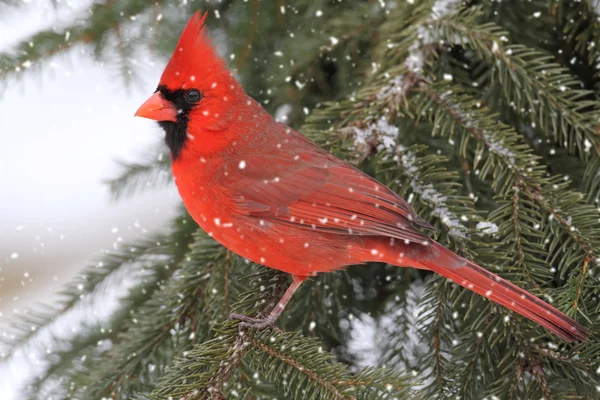 Kardinal im Schneesturm — Stockfoto