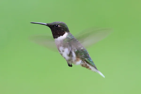 Ruby-throated Hummingbird (archilochus colubris) — Stock Photo, Image