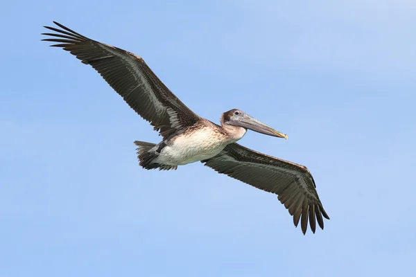 Uçuş kahverengi Pelikan — Stok fotoğraf