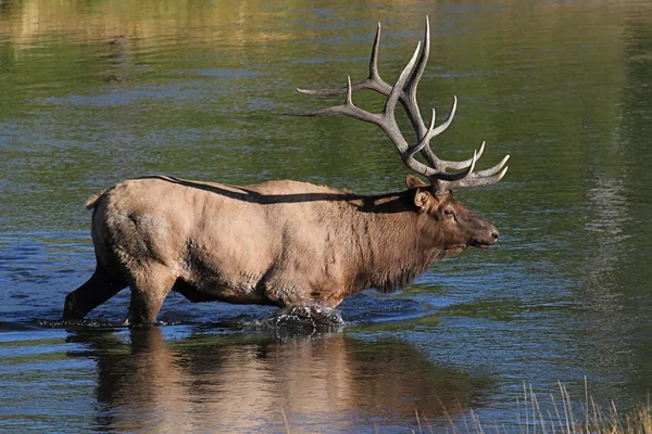Majestic Bull Elk — Stock Photo, Image