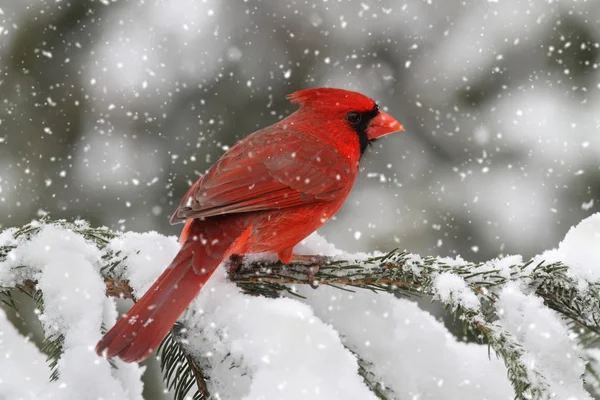 Cardeal em uma tempestade de neve — Fotografia de Stock