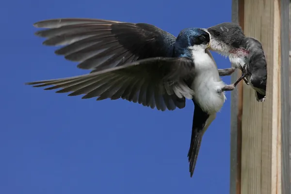 Baumschlucke füttert Baby-Vogel — Stockfoto