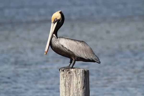 Brązowy pelikan — Zdjęcie stockowe