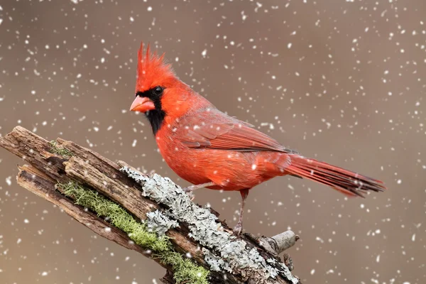 Cardeal em uma tempestade de neve — Fotografia de Stock