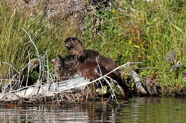 Lontras Baby River — Fotografia de Stock