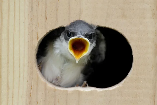 Träd swallow i en fågelholk — Stockfoto