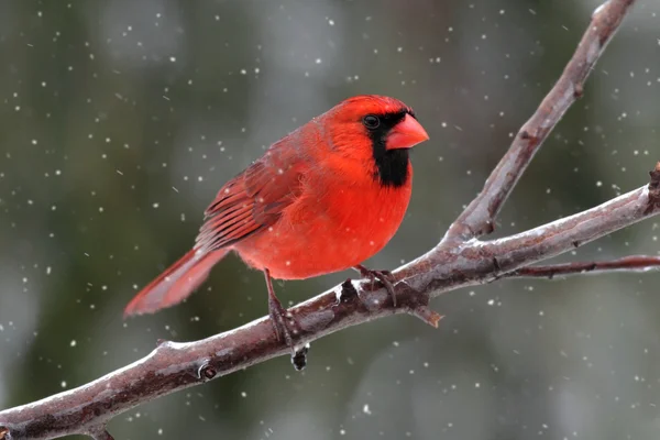 Kardinal bir kar fırtınası — Stok fotoğraf