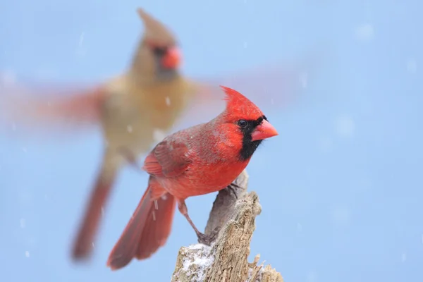 Північна кардиналів — стокове фото