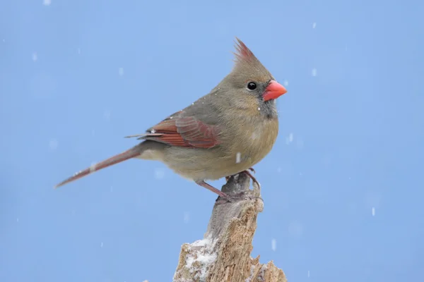 Norra kardinal i snö — Stockfoto