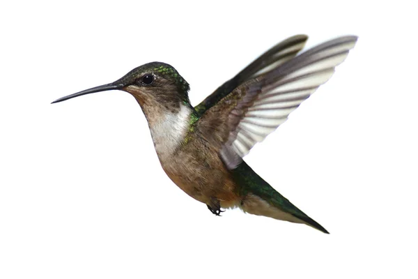 Izolované kolibřík rubínohrdlý — Stock fotografie
