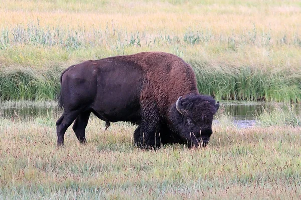 Американский зубр (Buffalo) ) — стоковое фото