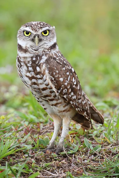 Burrowing Owl (athene cunicularia) — Stock Photo, Image