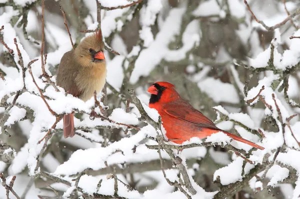 Kardinalerna i snö — Stockfoto