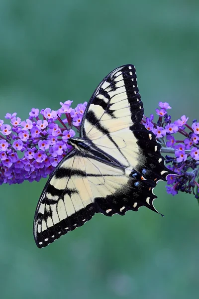 Mężczyzna Swallowtail Tiger (papilio glaucas) — Zdjęcie stockowe