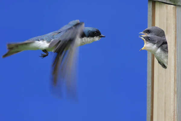 Tree Swallow Feeding Babies — Stock Photo, Image