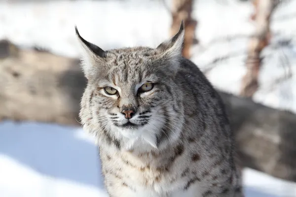 Бобкат (Lynx rufus) ) — стоковое фото