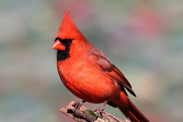 Северный кардинал на ветке — стоковое фото