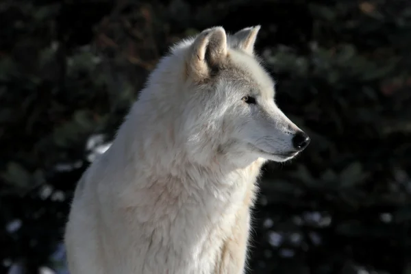 Hvid ulv - Stock-foto