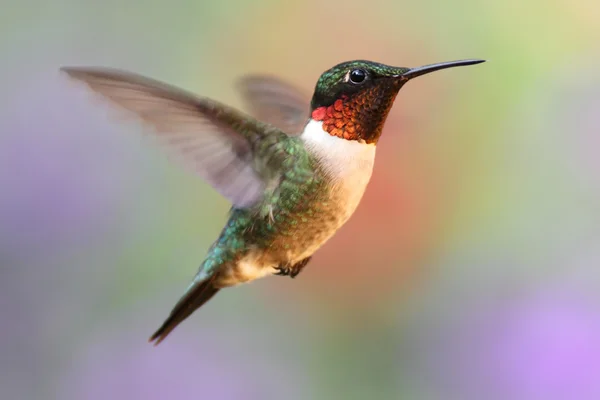 Ruby-hrdlo kolibřík v letu — Stock fotografie
