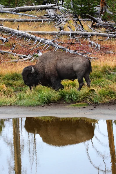 American Bison (Buffalo) — Stockfoto