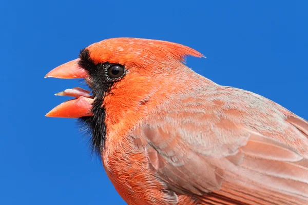 stock image Male Northern Cardinal