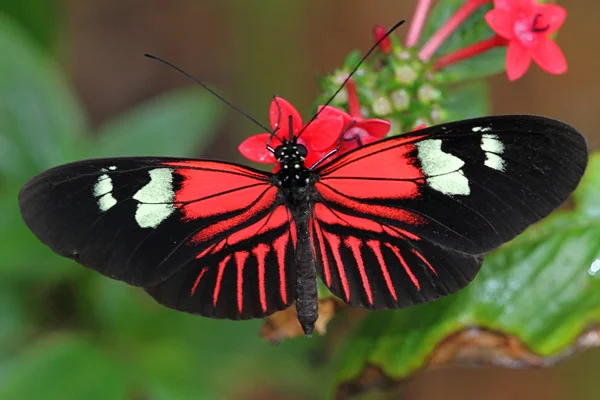 Postacı kelebek — Stok fotoğraf