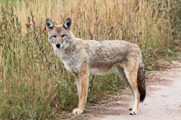 Západní coyote — Stock fotografie