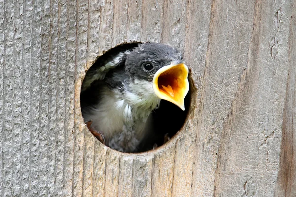 Baby träd swallow tigger mat — Stockfoto