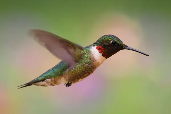 Beija-flor-de-garganta-rubi em voo — Fotografia de Stock