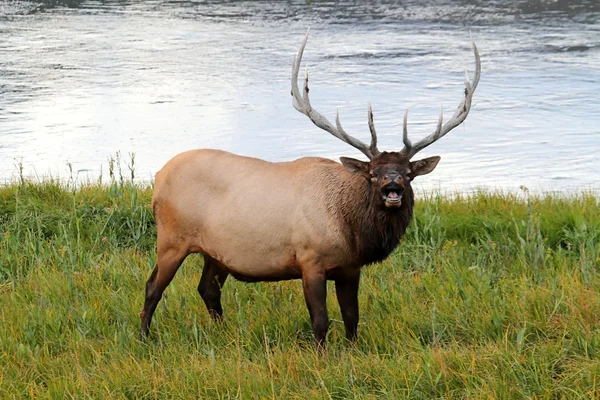 Majestueuze stier elk bugling — Stockfoto