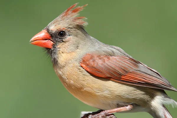 Kvinnliga norra kardinal — Stockfoto