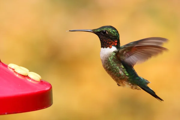 Ruby - Vitstrupig hummingbird på en feeder — Stockfoto
