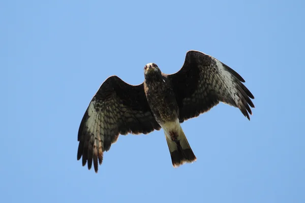 Bedreigde vrouwelijke slak kite — Stockfoto