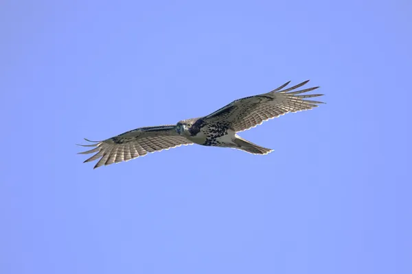 Falcão-de-cauda-vermelha — Fotografia de Stock