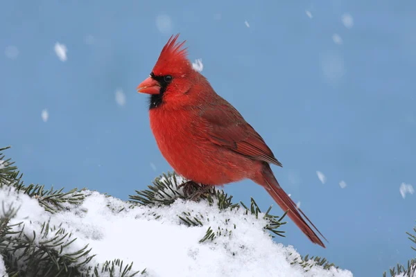 Kardinaal in een sneeuwstorm — Stockfoto