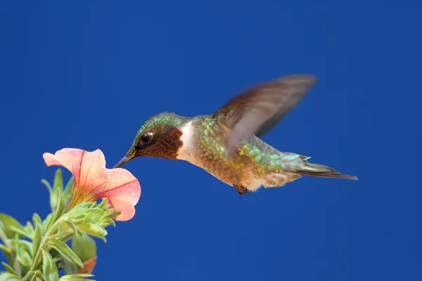Colibrí de garganta rubí en vuelo — Foto de Stock
