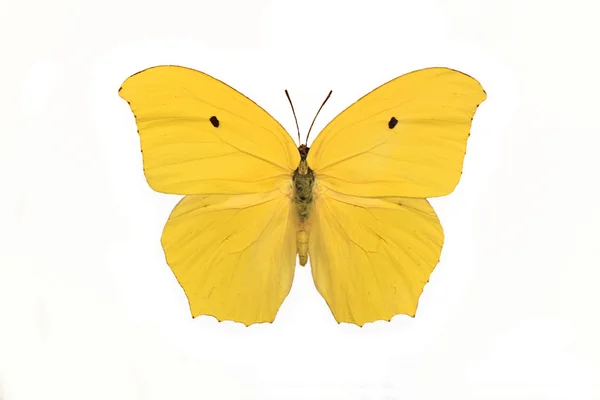 Butterfly isolerad på vit — Stockfoto
