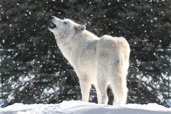 Lupo bianco nella neve — Foto Stock
